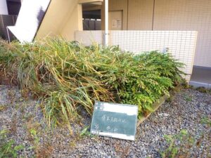 樹木を撤去したら雑草が茂ります(T_T)